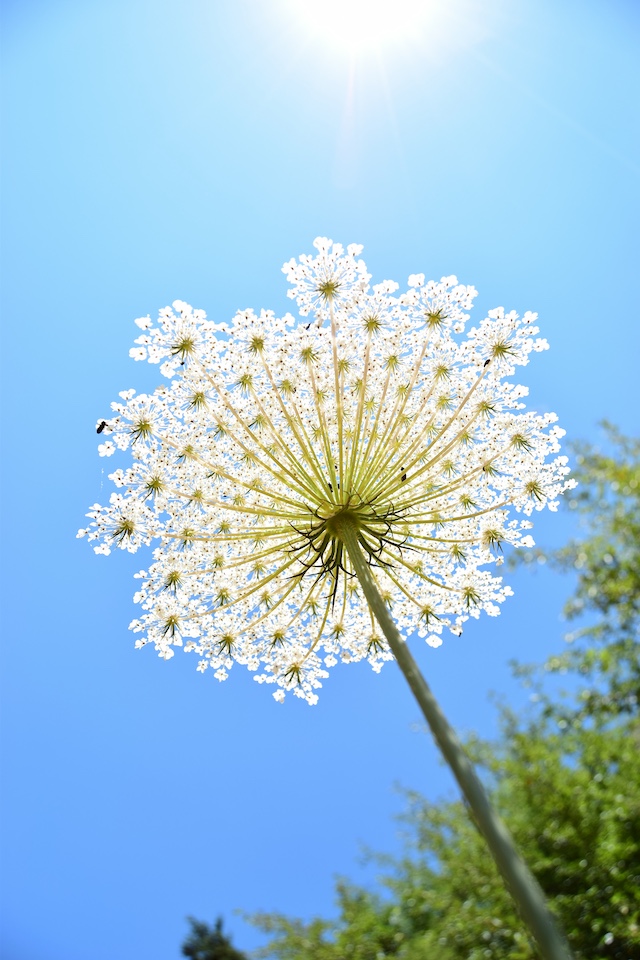 White flower