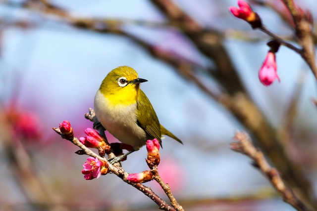Yellow bird perched on a branch
