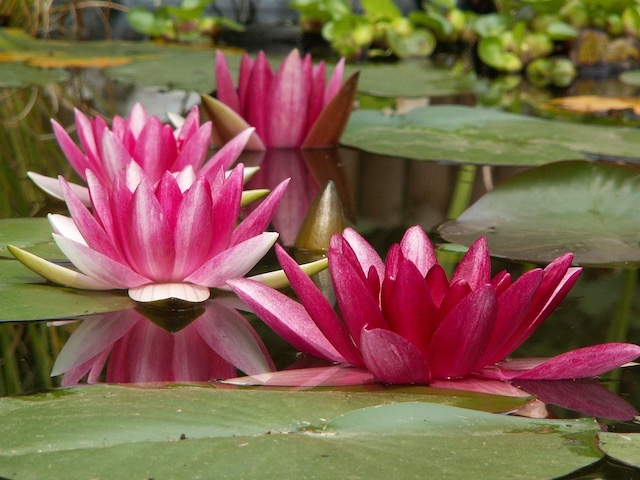 Flowers