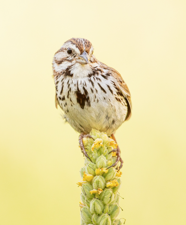 Bird perched on a stem