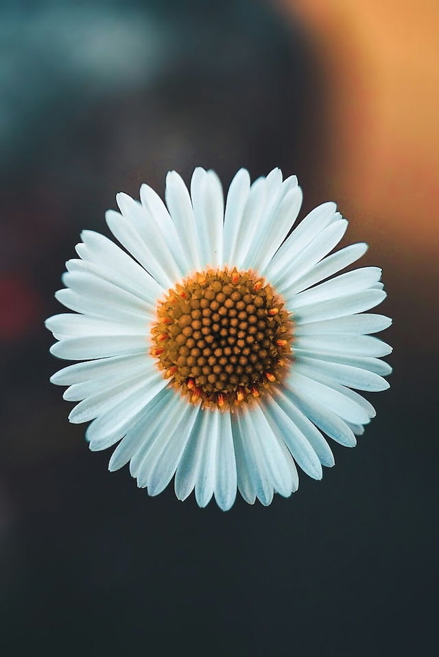 White flower