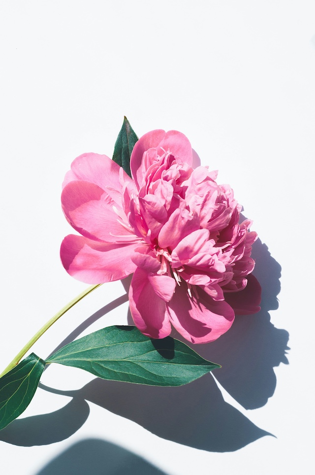 Pink flower