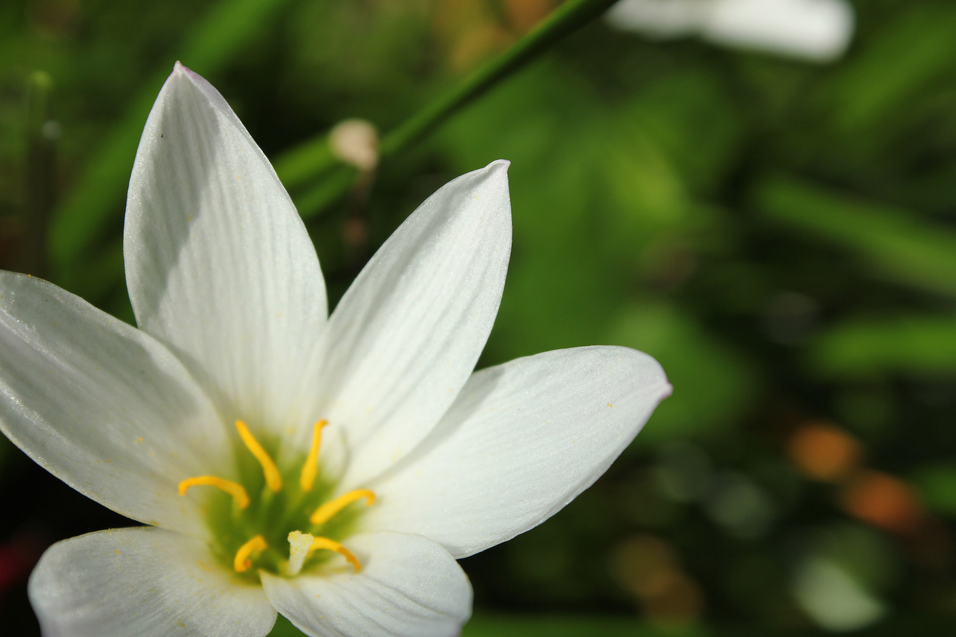 White flower